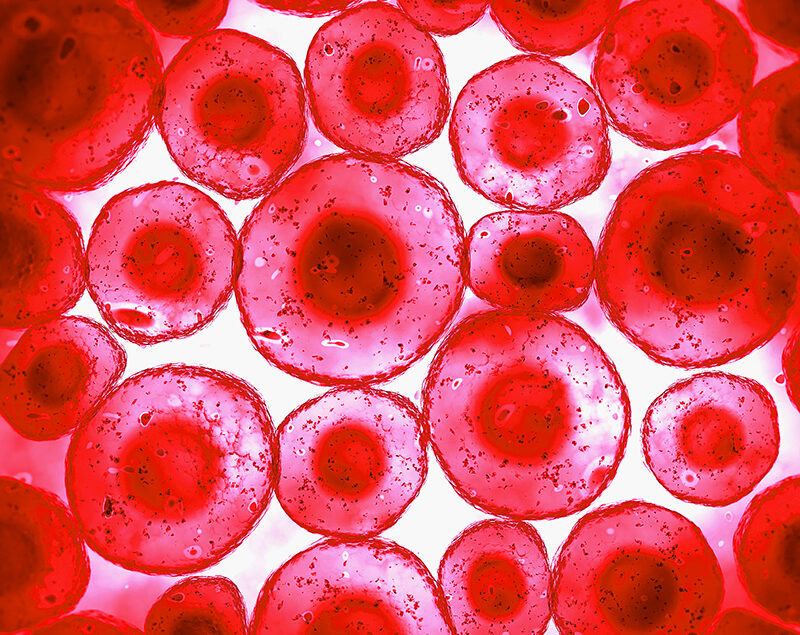 Blood-Cells-blog-800×635